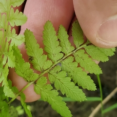 Cystopteris bulbifera
