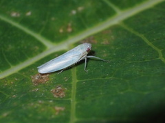 Cofana