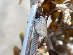 Padina durvillei
