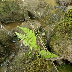 Cystopteris bulbifera