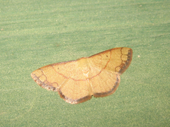 Pylargosceles steganioides