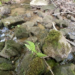 Cystopteris bulbifera