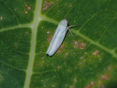Cofana