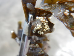 Padina durvillei