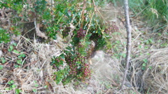 Vaccinium meridionale