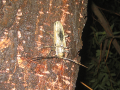 Batocera lineolata