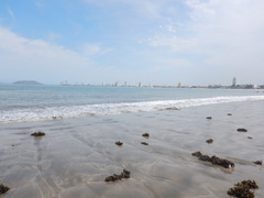 Padina durvillei