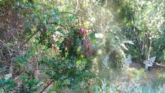 Vaccinium meridionale