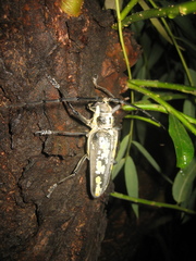 Batocera lineolata