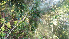 Vaccinium meridionale