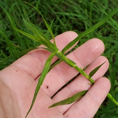 Dulichium arundinaceum