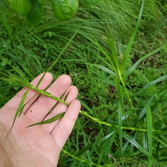 Dulichium arundinaceum