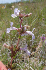 Penstemon albidus