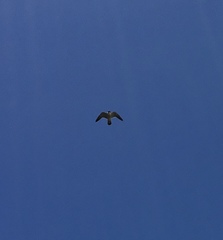 Falco peregrinus anatum