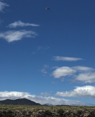 Falco peregrinus anatum