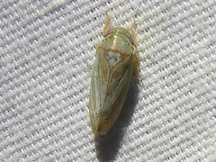 Polana quadrinotata