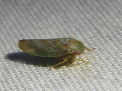 Polana quadrinotata