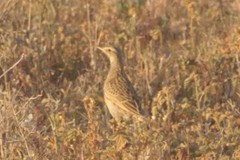 Cincloramphus cruralis