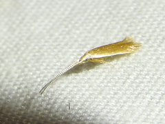 Tischeriidae