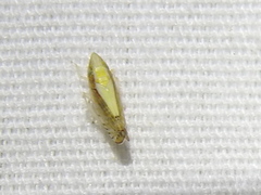 Scaphytopius elegans