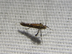 Caloptilia triadicae