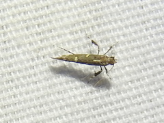 Caloptilia triadicae