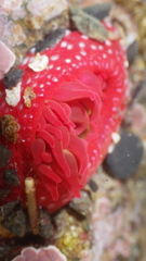 Cribrinopsis albopunctata