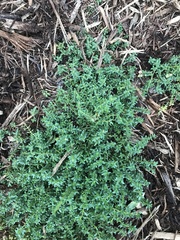 Thymus × citriodorus