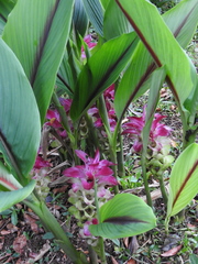 Curcuma