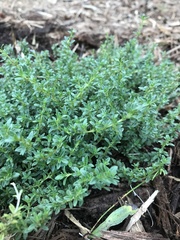 Thymus × citriodorus
