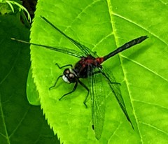 Leucorrhinia proxima