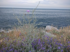 Centaurea arenaria