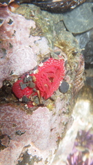 Cribrinopsis albopunctata