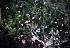Boronia serrulata