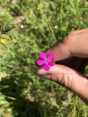 Dianthus deltoides deltoides