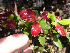 Exobasidium arctostaphyli
