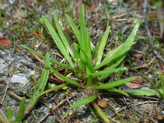 Plantago triandra