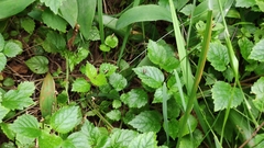 Pholidoptera griseoaptera