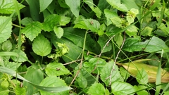 Pholidoptera griseoaptera