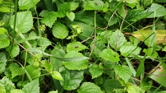 Pholidoptera griseoaptera