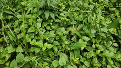 Pholidoptera griseoaptera