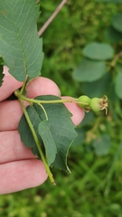 Amelanchier alnifolia