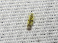 Protalebrella conica