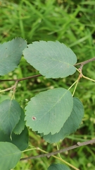 Amelanchier alnifolia