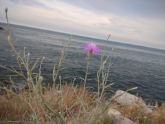 Centaurea arenaria