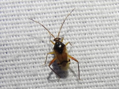 Eustictus