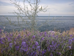 Centaurea arenaria