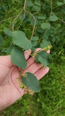 Amelanchier alnifolia
