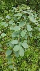 Amelanchier alnifolia