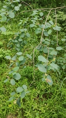 Amelanchier alnifolia